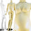 MN-129 Full Size Headless Pregnant Female Mannequin  - DisplayImporter.com - 1