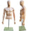 MN-247 Plastic Half Body Male Upper Torso Countertop Form with Removable Head Fleshtone - DisplayImporter.com - 2